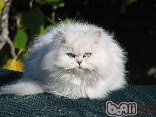 领养代替购买，宠物猫领养事宜