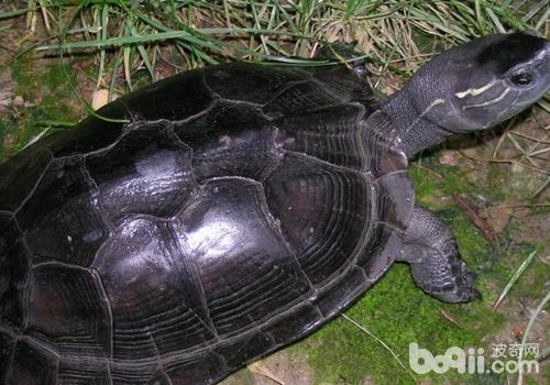 黒颈黑龟过冬要提防水肿病