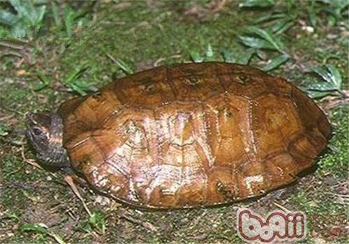 马来果龟喜欢潮湿的自然条件,不妨耐受水位不高,荒野常生活