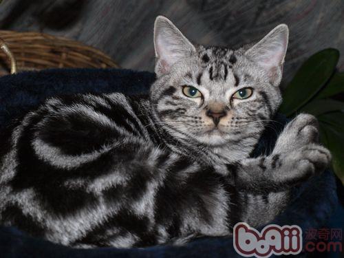 宠物猫的消化系统有哪些特征