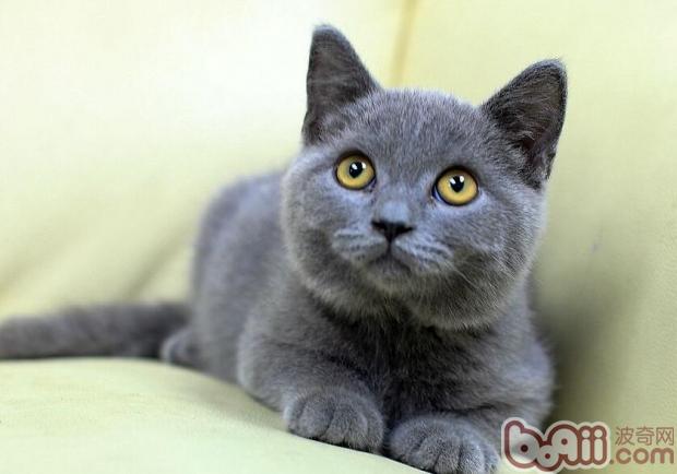 为肥宠物猫减肥的妙招
