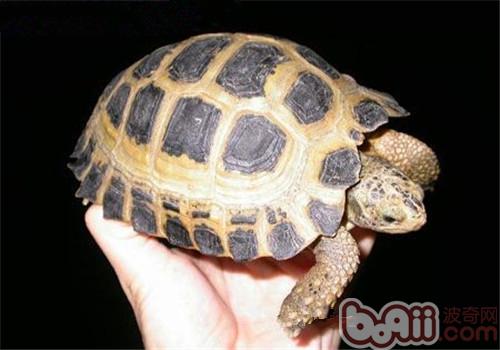 特拉凡是柯陆龟的看护常识