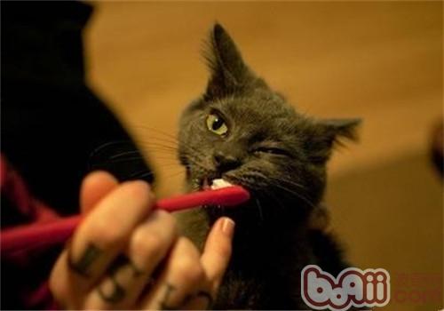 猫咪口腔的看护方式
