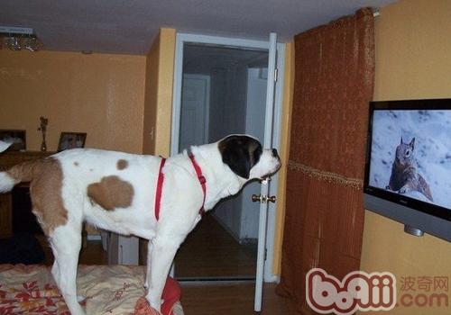 狗狗能瞅懂电视吗