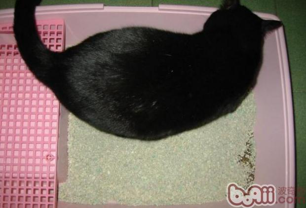 猫砂的类型和优势和弊端