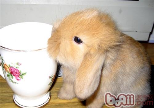 给宠物兔饲喂蔬菜技巧