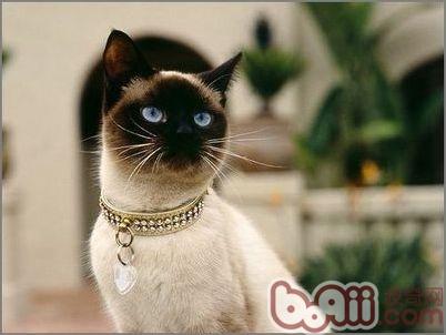 宠物猫有重压时的表现