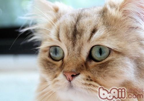 波斯猫繁殖过程中应该注意什么问题