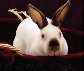 喜玛拉雅兔种类特性