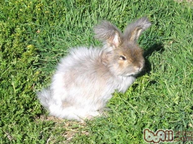 给宠物兔兔沐浴的小诀窍