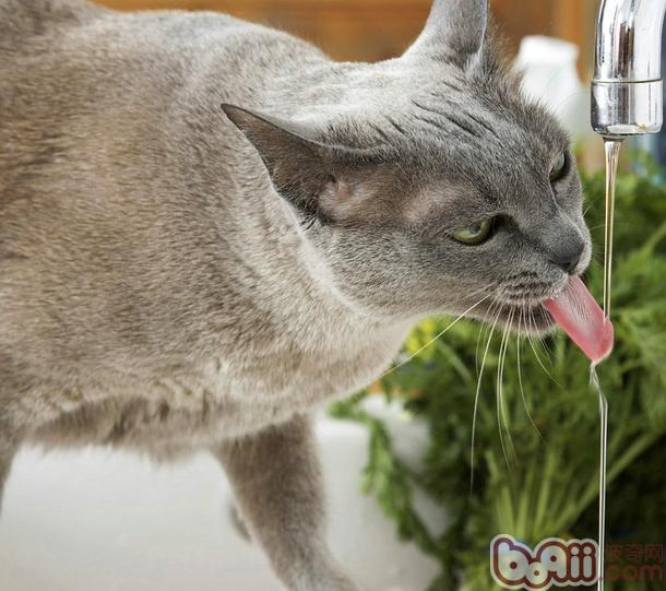怎么分辨宠物猫饮水量与如何让宠物猫多喝水