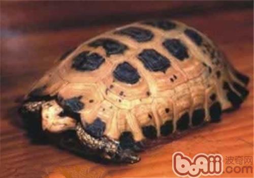特拉凡是柯陆龟的种类简介