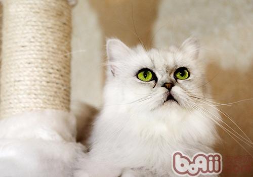 什么东西对宠物猫有害