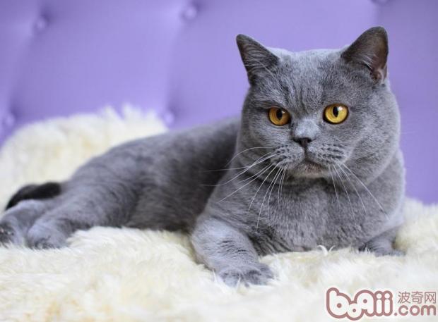 宠物猫能否喂食猪肉