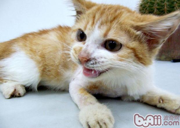 施救受伤宠物猫同时也预防被其抓咬