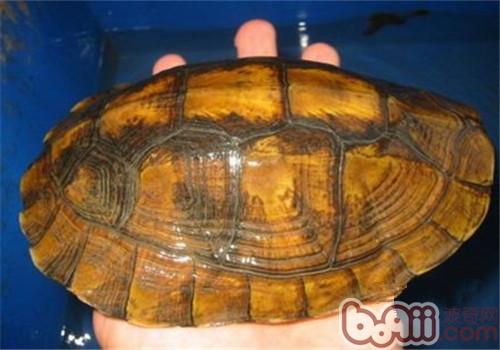 潘氏关壳龟的外表特性