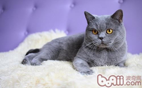 日本短毛猫如何口腔护理