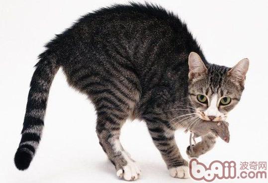 宠物猫恐惧时候会有哪些表现