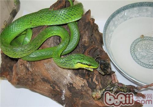 绿锦蛇的形态特性