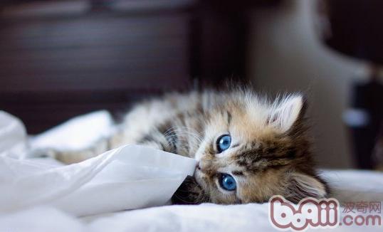 猫猫是不是能辨别东西的颜色