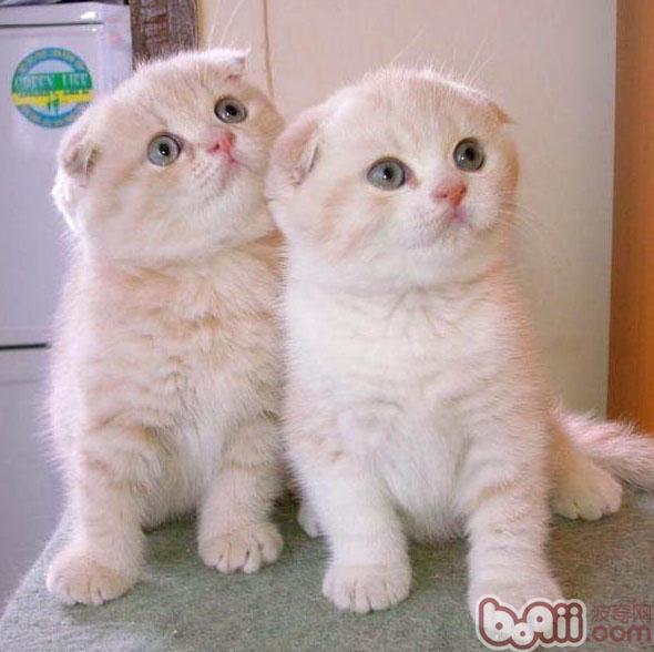 宠物猫夜间双眼为什么会放光