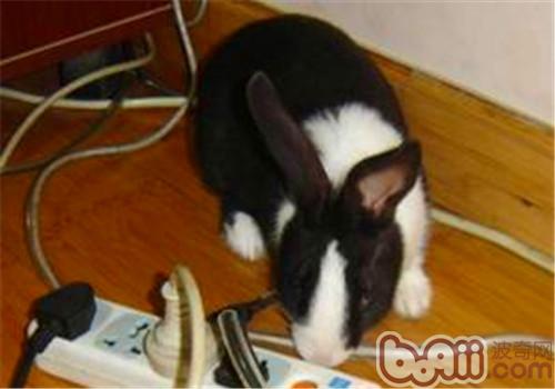 整治收纳电线，预防宠物兔不料损害
