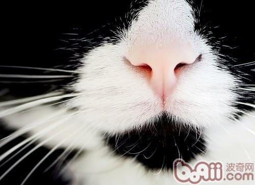 宠物猫的嗅觉在日常有哪些用途