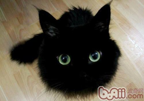 容易见到的短毛猫品种有什么？