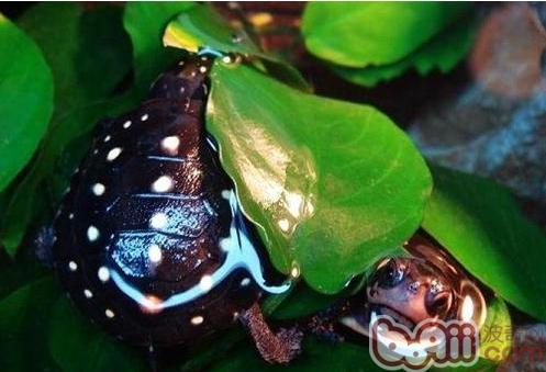 如何分辨星点水龟的雌雄