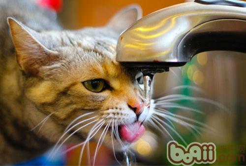 揭秘猫的超聪慧喝水办法