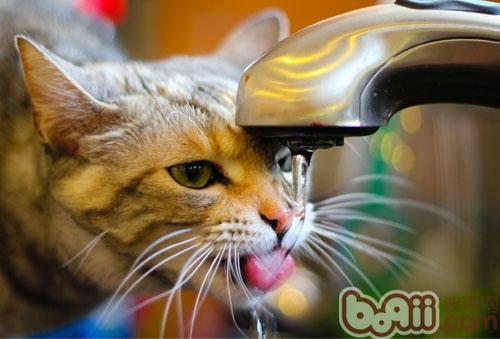 曝光猫的超聪明喝水方法