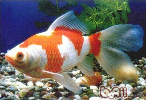 红白草金鱼的形状特性