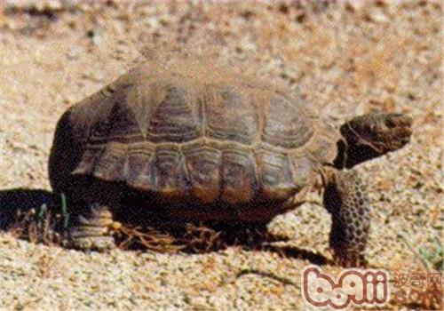 戈壁地鼠龟的外表特性