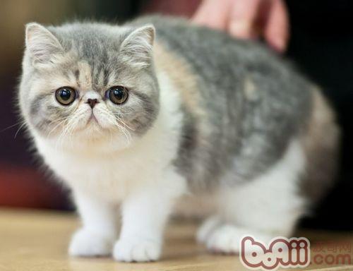 冬天饲养异国短毛猫应该注意什么