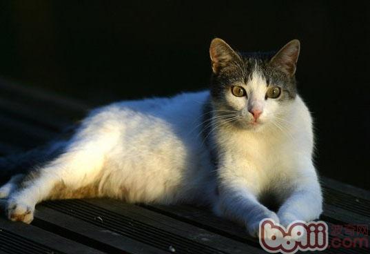 四种不同体型宠物猫介绍