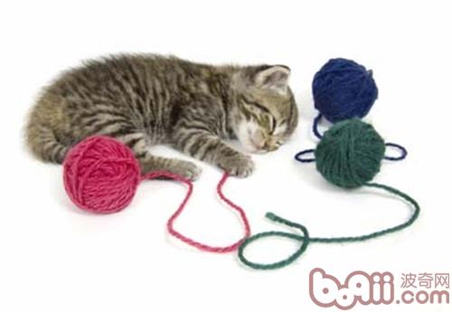 变废为宝，自己动手为宠物猫做玩具