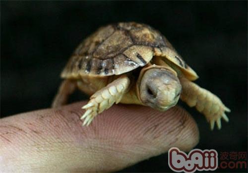 天下最小的龟之埃及龟