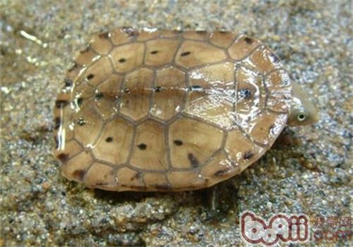 巴西蛇颈龟的种类简介