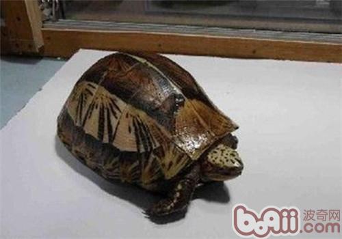 黄额闭壳龟的品种简介