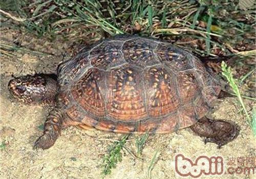 海岸箱龟的形态特征