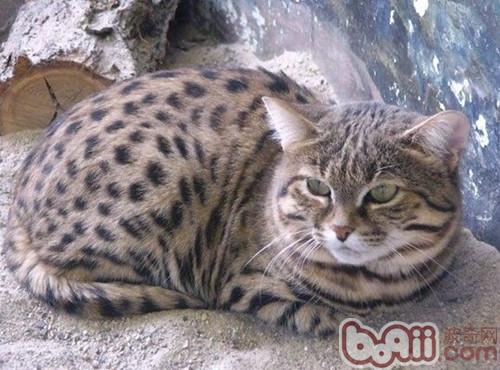 如何为宠物猫驱除臭味