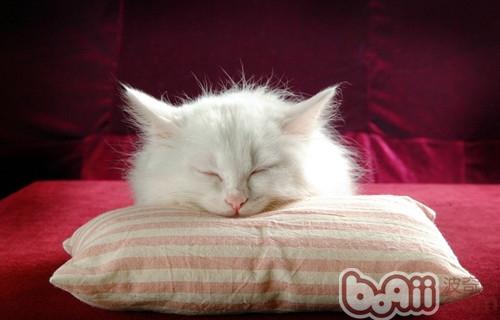 如何正确帮波斯猫清理泪痕