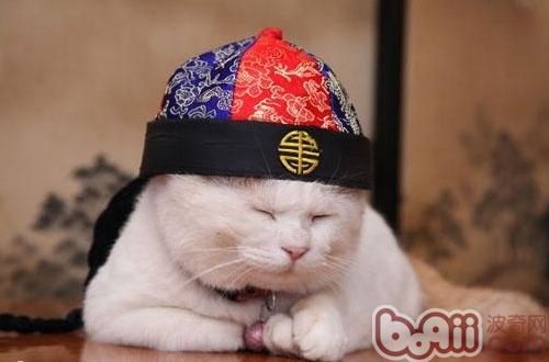 宠物猫变老了会如何