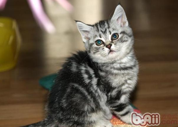 注意宠物猫绝对不可以吃什么食物