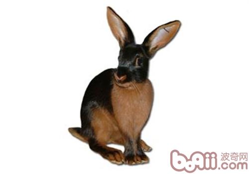美国黄褐色家兔的外表特性