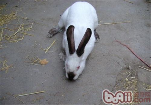 加利福尼亚兔的兔舍建筑准则