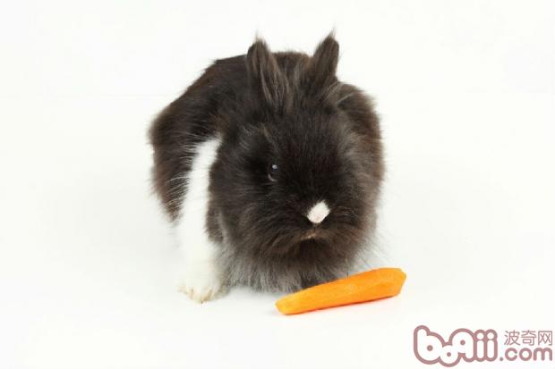 兔兔也须要剃毛吗？