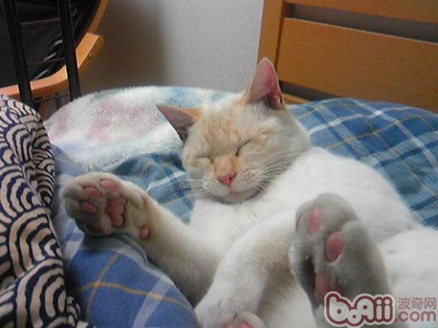 宠物猫老龄化的标志性现象