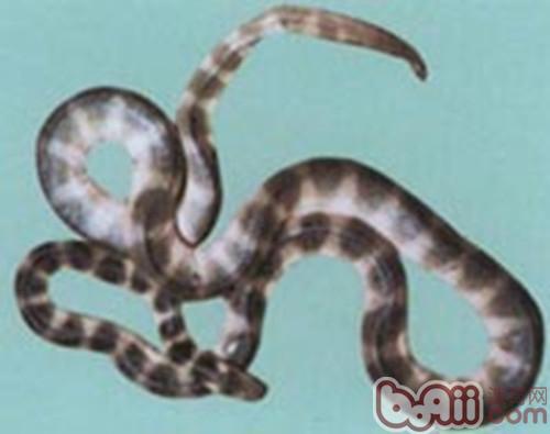 艾基特林海蛇的摄食方式