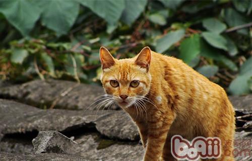 四川简州猫介绍